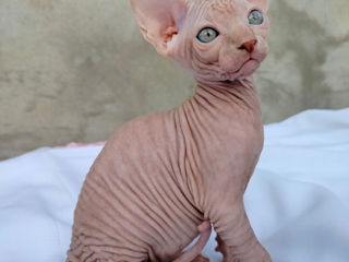 Котята канадского сфинкса / Sphynx Canadian foto 8