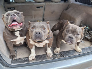 American Bully foto 1