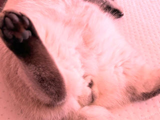 Motan Golden Chinchilla Point (Blue eyes) pt împerechere foto 6
