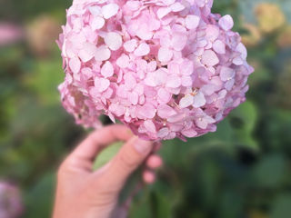 Hortensia foto 4