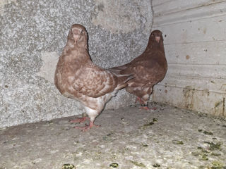 🕊️ Porumbei de rasă – King și Texani, talie mare 🕊️

 foto 5