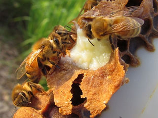 Пчелосемьи с ульями недорого foto 7