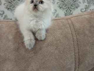 Шотландский котята