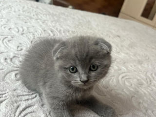 Vând Scottish ,Scottish fold