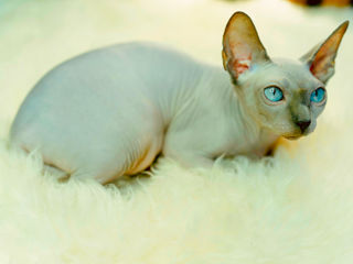 Blue point Sfinx cat foto 9