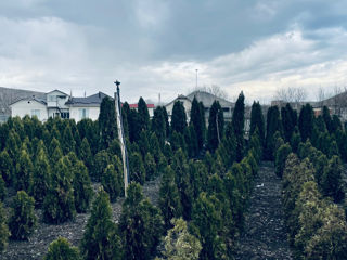Thuja Smaragd / tuya smaragd / Arbusti de tuia foto 1