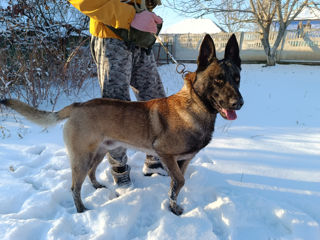 Ciobanesc belgian malinois la împerechere foto 2