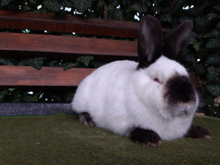 Iepuri Californieni foto 7