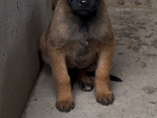 Căței de malinois belgian