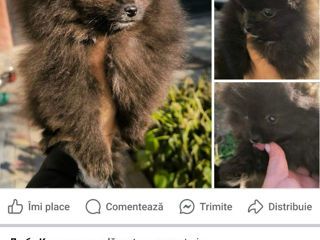 Se vind minii pomeranschii şpithi foto 5