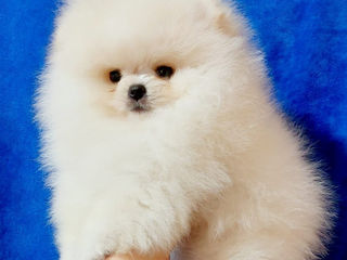 Mini Toy Spitz Pomeranian