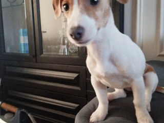 Jack Russell Terrier foto 2