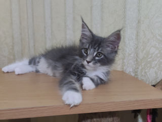 Main coon foto 4