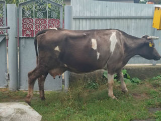 Vind vaca se afla in Soroca sat.Rublenita foto 3