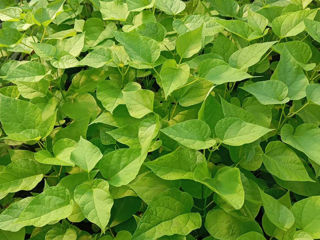 Catalpa foto 6