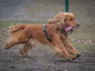 Cocker spaniel mascul montă