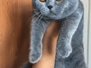 Вязки- клубный, племенной шотландский вислоухий кот (scottish fold). Котята на продажу foto 3