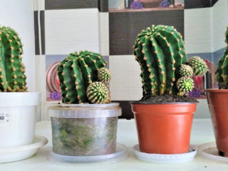 Cactusi foto 3