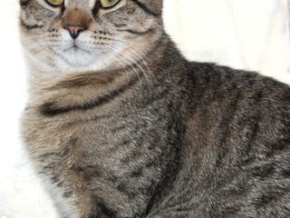 Котик подросток породы Тайгер. foto 1