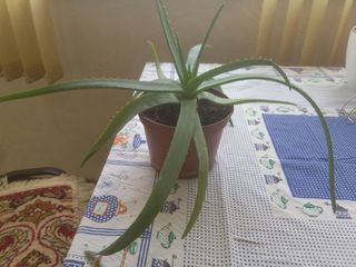 Aloe vera, dupa trei ani, si pina la trei ani, flori pentru casa, oficiu foto 4