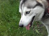 Inperechere  Husky foto 4