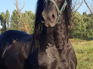 Armasar Friesian la monta. foto 8