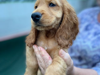 Cocker spaniel cel mai bun prieten! foto 6