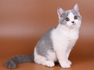 Pisoii British Shorthair foto 5