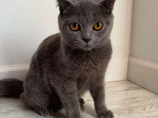 Scottish Fold foto 1