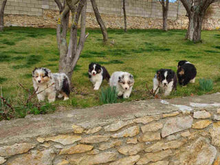 Австралийская Овчарка (Аусси) Australian Shepherd. foto 6