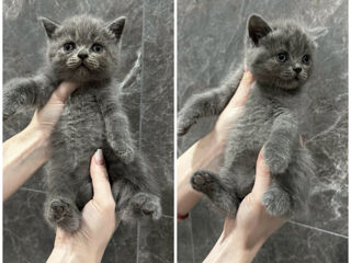 British shorthair fetița