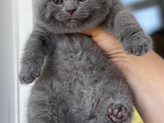 Вязки- клубный, племенной шотландский вислоухий кот (scottish fold). Котята на продажу foto 8