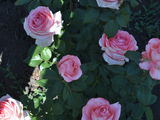 Trandafiri cu radacina... foto 6