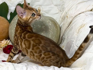 Bengal kittens. foto 4