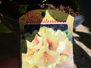 Rhododendron foto 10