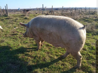 Vînd porci de carne crescuți în codiții de casă de la 150 kg -180 kg