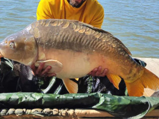 Cumpărăm pește mare (10kg+) și 1,5 tonă de caras, 1,5 tonă de crap 70-150 gr