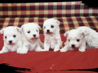 Мальтийская болонка(bichon maltese) foto 2