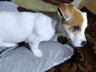 Jack Russell foto 8