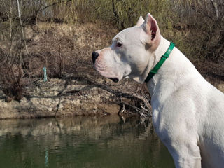 Аргентинский дог!  Dogo argentino! Возраст 5 лет foto 5