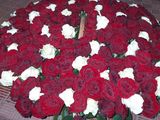 101 trandafiri 700 lei in cutie. Super Oferta foto 2