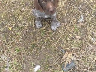 Sobaki Iz Ruk V Ruki V Pridnestrove I Moldove