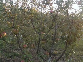 продам молодой сад. яблоко,слива,груша(общая площадь 3га) земля  консолидирована foto 9