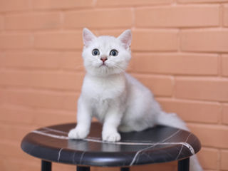 British Shorthair silver chinchilla . foto 6