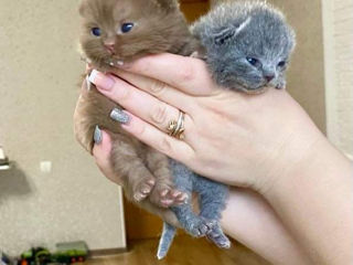 British Shorthair pedigree foto 3