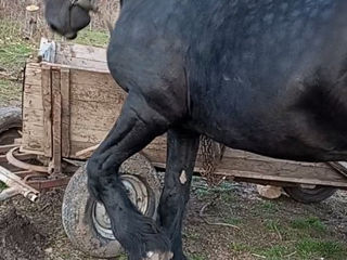 Armăsar Friesian la împerechere foto 8