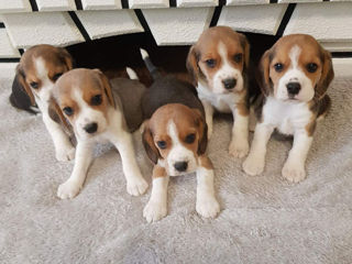 Beagle foto 2