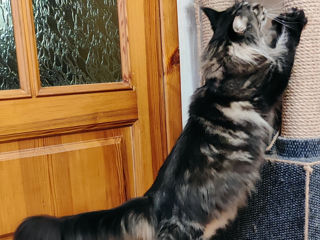 Котята породы Maine Coon! На сообщения не отвечаю! foto 5