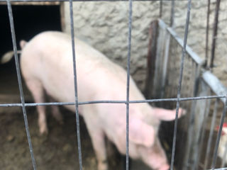 Se vinde porc de casă foto 3