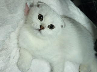 Pisica Scottish fold chinchilla!